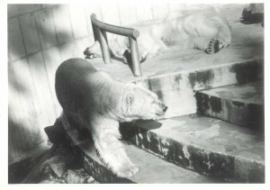 Polar bears Stanley park zoo_Crockford 1970s_web