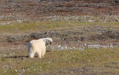 PolarBearAtThuleRobinDavies-500x349 sm