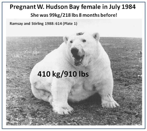 Figure 1. If this bear was 60lbs lighter would you be able to tell? Would she have starved to death if she was 60lbs lighter? From Ramsay and Stirling 1988:615. See also Featured Quote #7. 