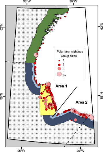 From the paper: “Figure 3. Polar bear sightings recorded during the Western Hudson Bay aerial survey, August, 2011.”