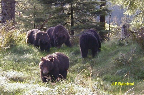 Coastal brown bears from Admiralty Island, southeast Alaska. See previous post here.