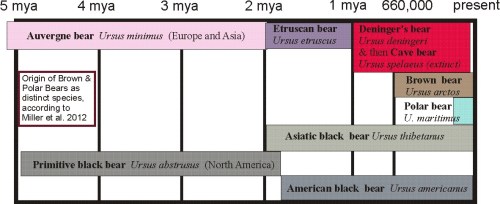 Bear fossil record summary plus genetics