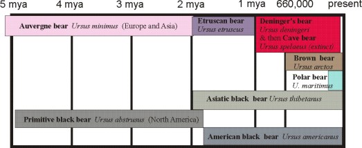 Bear fossil record summary