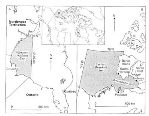 Map showing the western Hudson Bay region and the eastern Beaufort Sea, Canada. From Stirling and Lunn 1997:168.