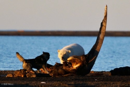 Bill Hess photo dog and pb