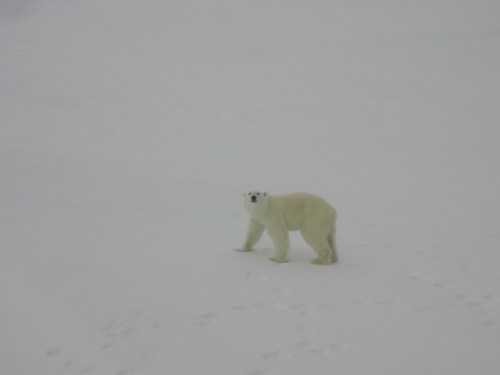 A lone polar bear walking on ice [Kathy Crane (NOAA) photo].  We'll call this a metaphor for the expulsion of Mitch Taylor from the PBSG after the Group switched from emphasizing unregulated over-hunting as the primary threat to polar bear conservation to global warming. 