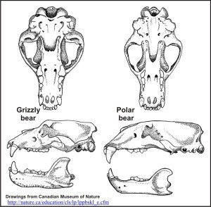 Grizzly vs polar skulls composite