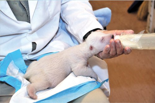  Figure 2. Toronto Zoo newborn, 14 days old. This cub was hand-reared. More images here 