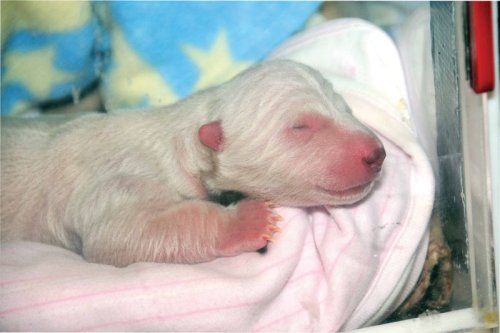 Figure 1. Toronto Zoo newborn, one day old. This cub was hand-reared. More images here