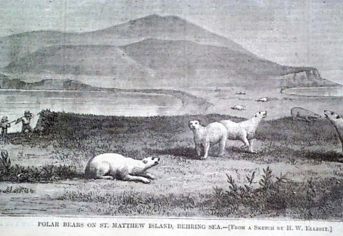 Figure 2. A drawing of polar bears on St. Matthew Island that accompanied the May 1, 1875 Harper’s Weekly Journal of Civilization article written by Henry Elliot. See here.