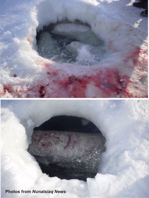 Figure 1. From the Alaska Dispatch story, courtesy Nunatsiaq News. I like these pictures because it really shows how polar bears are able to catch beluga in situations like this: a swipe of the massive paw to hold one in place (see all the claw marks from unsuccessful attempts?), one good bite with those tremendously strong polar bear jaws into the fatty part of the beluga head, then haul it up and out of the water – game over for the young beluga, perfect meal for the polar bear. An adult may be too large for a polar bear to handle this way but a young one? Easy as grizzlies catching salmon