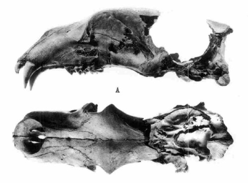 Figure 3. Deliberately broken polar bear skulls from the Zhokhov Island site (Pitul’ko and Kaparov 1996:21, fig. 15).