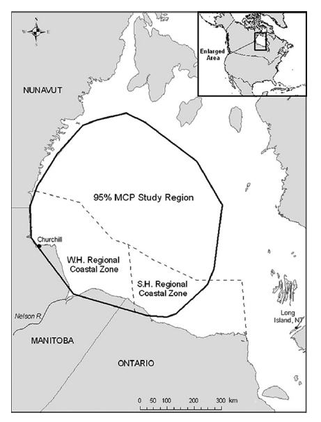 Figure 1. This is figure 1 from Cherry et al. (2013, in press). The authors said they used “daily sea ice concentrations approximated from daily Special Sensor Microwave/Imager (SSM/I) passive microwave data obtained from the National Snow and Ice Data Center (Boulder, Colorado). Sea ice concentrations were analysed at a resolution of 25 × 25 km cells. Daily sea ice concentrations were determined using the mean concentration value from all pixels within analysis-specific regions of interest. …Ice concentrations for these analyses were derived from an area within a 95% minimum convex polygon (MCP) determined from on-ice polar bear locations collected throughout the entire study (Fig. 1).” No wonder only polar bear biologists do it.