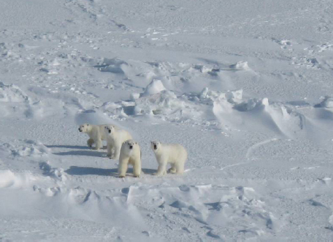 Figure 4. Female Chukchi Sea polar bear with one and a half year old (“yearling”) triplet cubs. From internal report by Rode and Regehr (2010:4).