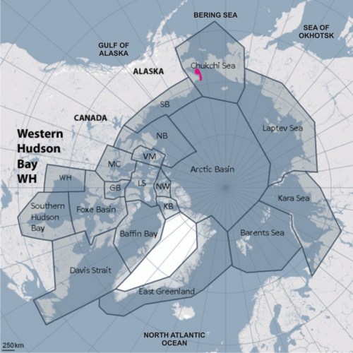 Figure 3. Approximate portion of the total Chukchi subpopulation of polar bears that was surveyed by the research teams (dark pink) of the US Fish and Wildlife/US Geological Survey in 2008-2010.