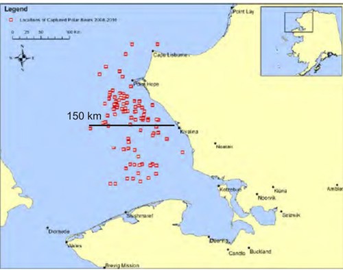 Figure 2. Locations of polar bears captured in the eastern Chukchi Sea between 2008 and 2010 by the US Fish and Wildlife/US Geological Survey’s Chukchi Sea research teams. Note none of the captures was further from shore than about 150 km. Adapted from map provided in Polar Bear News 2010 (distance added, based on scale provided). See how this compares to the entire Chukchi subpopulation boundaries as defined by the Polar Bear Specialist Group (PBSG), below.