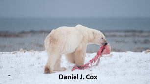 Figure 2. A large male bear with the remains of a cub he stole from a female, killed, and ate near Churchill on November 20, 2009 and witnessed by tourists on a Frontier’s North Adventures tundra buggy (taken by professional photographer Daniel J. Cox, Natural Exposures.com). Notice that while this bear is on the lean side, he is not skin-and-bones - it was never claimed that he was “starving.” From a CBC (Canada) news report on Dec. 3, 2009, discussed in detail below, just days after Polar Bears International issued a press release about this incident, with photos and video taken by Cox.