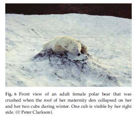 Caption: From Stirling and Derocher (2012:2700), presented as evidence that a bear died.