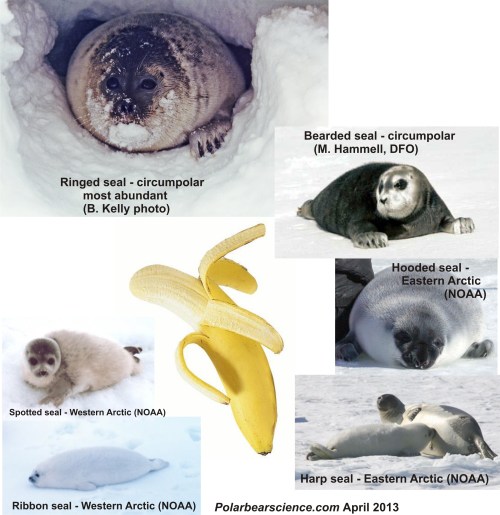 Figure 1. The ice seal species consumed by polar bears, pictured at or close to weaning age when they may be 50% fat by weight. Ringed seals are consumed the most often, with bearded seals the second – other species are consumed if encountered but they are much less common and occur only in particular areas. The banana is a reminder that polar bears usually eat the fat of seals first, pealing the skin off the body and consuming the underlying fat. When seals are abundant, adult bears may not eat any more than the fat, leaving behind the carcasses – which are then available for younger bears and arctic foxes. 