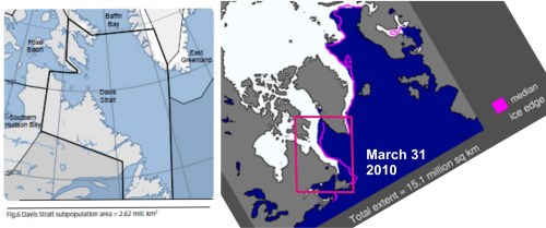 Figure 1. The Davis Strait subpopulation region runs from just below the Arctic Circle at the north end to at least 470N in the south (map on the left from Vongraven and Peacock 2011: Figure 6). In total area, it covers 2.62 million km2 but much of that area is land or open water, even in late spring. The actual “suitable ice habitat in spring” (determined by Taylor and Lee 1995) is only 420,100 km2, which is about 16% of the total area. This seems a reasonable average: the map on the right shows the sea ice extent at the end of March 2010 (NSIDC).