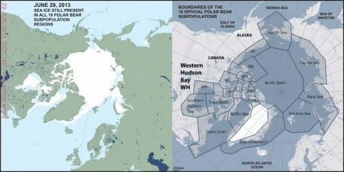 Figure 2. Sea ice extent worldwide vs. polar bear subpopulations at June 29, 2013. On this date, there was still sea ice present in every one of the 19 subpopulation regions. Map on the left from US National Snow and Ice Data Center (NSIDC “MASIE”) here; map on the right from the Polar Bear Specialist Group, with labels added. Click to enlarge
