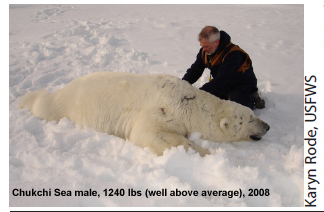 Chukchi male 1240 lbs labeled Durner 2008