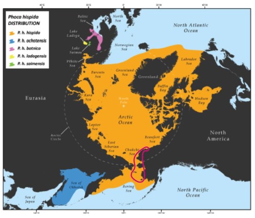 Figure 1. Crawford and Quakenbush 2013 study area in the Chukchi and Bering Seas. (marked in dark pink). Map from Kelly et al. 2010. Click to enlarge.