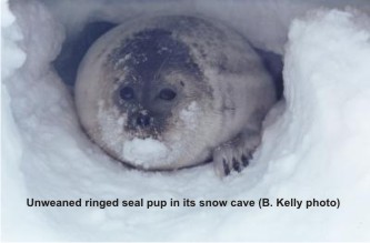 Ringed seal pup in snow cave