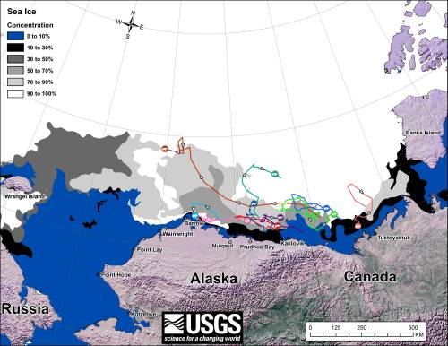 Figure 2. Movements of 10 satellite-tagged polar bears for the month of July, 2013. Polar bears were tagged in 2013 on the spring-time sea ice of the southern Beaufort Sea. All 10 of these bears have satellite collar transmitters. Polar bear satellite telemetry data are shown with Ice Analysis charts from 29 July, 2013. Ice Analysis charts are made available by the National Ice Center. The land cover is made available by Natural Earth [this is the original caption]. Click to enlarge.