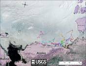Figure 2. Movements of 13 satellite-tagged polar bears for the month of June, 2013. Polar bears were tagged in 2013 on the spring-time sea ice of the southern Beaufort Sea. Three bears followed here don’t appear in the July track – their collars might have stopped working or fallen off (most likely), they might have left the area entirely (also possible) or they might have died. The researchers don’t say [no caption provided for original]. Click to enlarge.