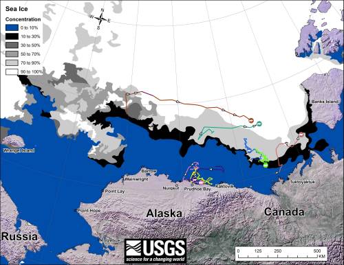  Figure 1. “Movements of 8 satellite-tagged polar bears for the month of August, 2013. Polar bears were tagged in 2013 on the spring-time sea ice of the southern Beaufort Sea. All 8 of these bears have satellite collar transmitters [i.e., all are females]. Polar bear satellite telemetry data are shown with Ice Analysis charts from 26 August, 2013. Ice Analysis charts are made available by the National Ice Center. The land cover is made available by Natural Earth. Click on the above image to enlarge.”[Note that the dots with the polar bear icons are the end points (end August), while the other end of the string is their position in early August. The yellow dot is behind the purple dot, on shore; two of the bears present in July (see Fig. 2 below) are no longer being tracked - their collars might have stopped working or fallen off (most likely), they might have left the area entirely (also possible) or they might have died. The researchers don’t say.]