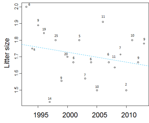 Figure 6. Average litter size, from Aars and Andersen Original caption: “Average litter size (cubs of the year); data from the annual capture-recapture program 1993-2013. There is a non-significant trend of decreasing litter size over time (dotted line). The number of litters are given above each annual estimate.” [my bold and underline]