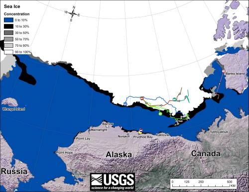 Figure 1. “Movements of 8 satellite-tagged polar bears for the month of September, 2013. Polar bears were tagged in 2013 on the spring-time sea ice of the southern Beaufort Sea. All 8 of these bears have satellite collar transmitters [i.e., all are females]. Polar bear satellite telemetry data are shown with Ice Analysis charts from 26 August, 2013. Ice Analysis charts are made available by the National Ice Center. The land cover is made available by Natural Earth. Click on the above image to enlarge.” [Note that the dots with the polar bear icons are the end points (end September), while the other end of the string is their position in early September, indicating that the ice is now moving towards the shore. The pink dot present in August is almost entirely obscured by the purple dot, on shore in Alaska and the light brown dot is ashore on Banks Island, centre right of the map; two of the bears present in July (see Fig. 2 below) are no longer being tracked - their collars might have stopped working or fallen off (most likely), they might have left the area entirely (also possible) or they might have died. The researchers don’t say.] Click to enlarge