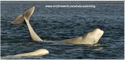 Belugas at arcticwatch_with address