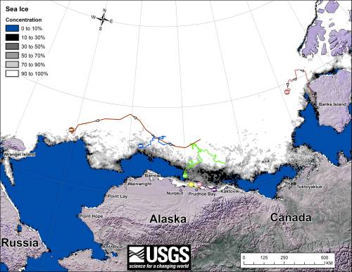  Figure 1. Original caption: “Movements of 7 satellite-tagged polar bears for the month of October, 2013. Polar bears were tagged in 2013 on the spring-time sea ice of the southern Beaufort Sea. All 7 of these bears have satellite collar transmitters. Polar bear satellite telemetry data are shown with AMSR2 remotely-sensed ice coverage for 31 October, 2013. AMSR2 data are made available by the University of Bremen (http://www.iup.uni-bremen.de:8084/amsr2/). The land cover is made available by Natural Earth (http://www.naturalearthdata.com/).
