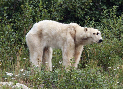 Figure 1. Starving polar bear in Ungava Bay, Labrador, 2007 (160 km inland). Heiko Wittenborn photo. Story from February 13, 2013. This is not the usual state of western Hudson Bay polar bears in the fall.