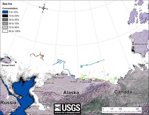  Figure 3. Tracks for the month of November, 2013. Note that the dots with the polar bear icons are the end points (end November), while the other end of the string is their position in early November. See the complete November post here.