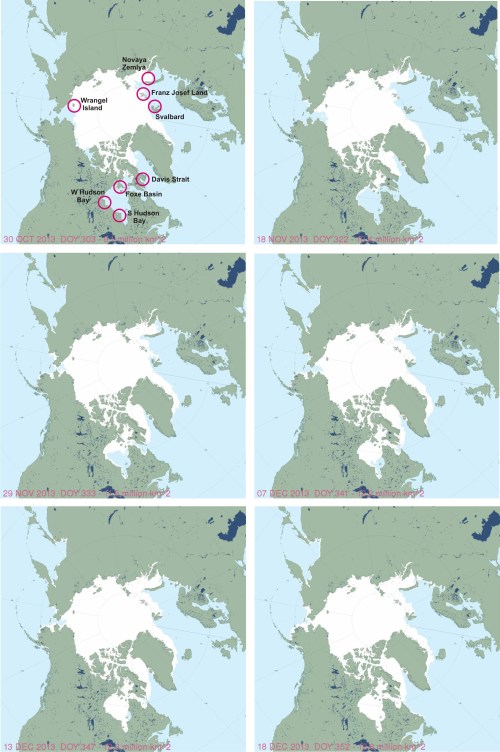 Figure 1. US National Snow and Ice Data Center’s MASIE images for (upper left to right): 30 October, 18 November, 29 November, 7 December, 13 December and 18 December. On the 30 October image, I’ve circled some regions where polar bears would have spent the summer ice-free period on land, to help you track how the ice developed in areas that matter to polar bear. Note that by 30 October, ice had reached the important land-based refuges and denning areas of Wrangel Island (Chukchi Sea), Novaya Zemlya (Kara Sea) and Franz Josef Land (Barents Sea). By the end of November, ice had reached all of the others (see close-up in Fig. 2). Click to enlarge.