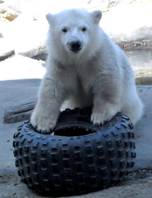 Hudson the polar bear cub moved in January 2013 from the Toronto Zoo, where he was hand-raised after being rejected by his mother, to the Assiniboine Park Zoo, Winnipeg. The Assiniboine Park Zoo were also the recent recipients of a cub orphaned when its mother was shot in the aftermath of a polar bear attack in Churchill.