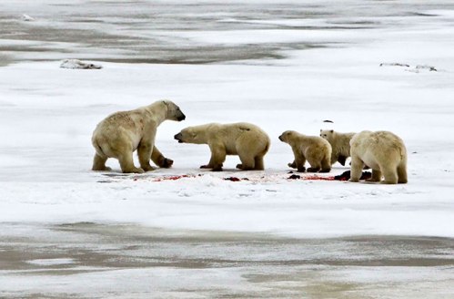 Figure 1. Female with 2 cubs turns on an adult male (far right) that she had been happily feeding with moments before. Mike Lockhart photo, Polar Bears International and Discovery News.