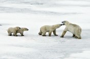 Figure 2. Female with 2 cubs fights off the male (now on the right) and drives him away from the seal he killed. Mike Lockhart photo, Polar Bears International and Discovery News.