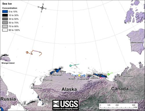 Figure 2. From original caption: “Movements of 7 satellite-tagged polar bears for the month of December, 2013. Polar bears were tagged in 2013 on the spring-time sea ice of the southern Beaufort Sea. All 7 of these bears have satellite collar transmitters.” Note that the dots with the polar bear icons are the end points (end December), while the other end of the string is their position in early December. The same females were present in November. See the complete December post here. 