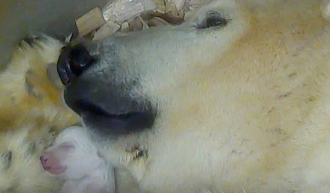 Polar bear gives birth in Munich zoo, with photos and video (from January 8, 2014)