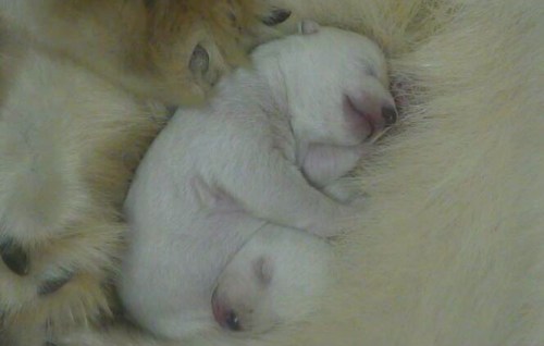 PB newborn with mother Munich Zoo Dec 2013_1