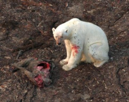 Figure 1. Polar bear feeding on a caribou carcass, taken July 26, 2010. This photo was included in one of the papers cited in the January 2014 press release (Gormezano and Rockwell 2013:3518) and was clearly taken from the air. The caption in the paper says simply, “a polar bear looks up from the recently killed caribou it was eating,” so the bear may not have killed the caribou – some other predator (wolf or grizzly) may have made the actual kill. The dark spots on the bear appear to be flies. Credit Copyright American Museum of Natural History/ R. Rockwell.