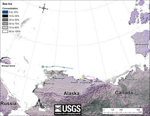 Figure 1. From original caption: “Movements of 5 satellite-tagged polar bears for the month of January, 2014. Polar bears were tagged in 2013 on the spring-time sea ice of the southern Beaufort Sea. All 5 of these bears have satellite collar transmitters.” Note that the dots with the polar bear icons are the end points (end January), while the other end of the string is their position in early January. There were two fewer females present in January than there were present in November and December. Click to enlarge.