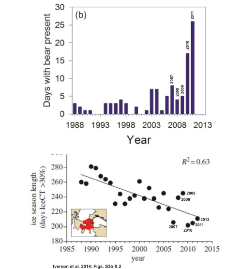 Figure 4. Two graphs from Iverson et al. 2014. Top (their supplemental Fig. S3b): “the number of days on which one or more polar bears was sighted at the Cape Pembroke thick-billed murre colony,” 1988-2011. That could be the same bear sighted every day over that period or several sighted on multiple days. Bottom (their Fig. 2): “decline in annual sea ice coverage in Northern Hudson Bay Narrows” for 1988-2012 (days with >30% ice). While there is a trend in both datasets, note the lack of a consistent correlation between length of ice season (bottom) and polar bear presence (top) year-to-year, especially for 2007 vs 2011. The real increase in bear sightings was confined to 2010 and 2011 – two years out of 20.