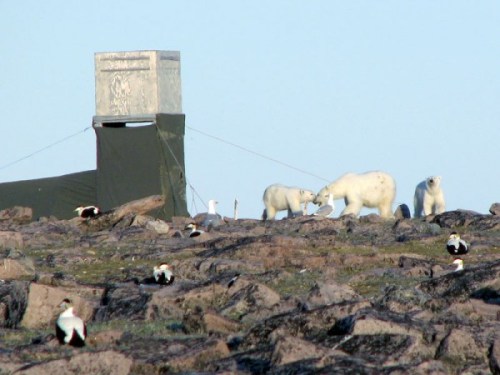 Figure 5. Fat female polar bear and her two fat cubs on the East Bay Island eider colony. A cropped version of this photo appears as part of Fig. S1 in Iverson et al. 2014 (this version is from the Science story). Steve Marson photo.