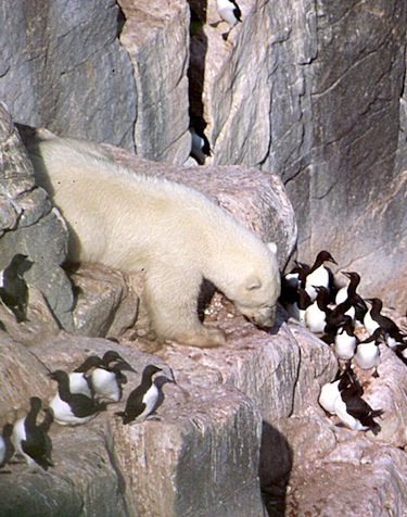 Figure 6. Healthy-looking polar bear at the Cape Pembroke thick-billed murre colony on Coates Island. This photo appears as part of Fig. S1 in Iverson et al. 2014 (this image appeared in a related NunatsiaqOnline story, 8 August 2013). Kenny Woo photo.