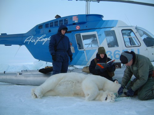Figure 1. US Fish and Wildlife biologists handling a polar bear in the southern Beaufort during a fall survey, October 24, 2001. Steve Amstrup photo.